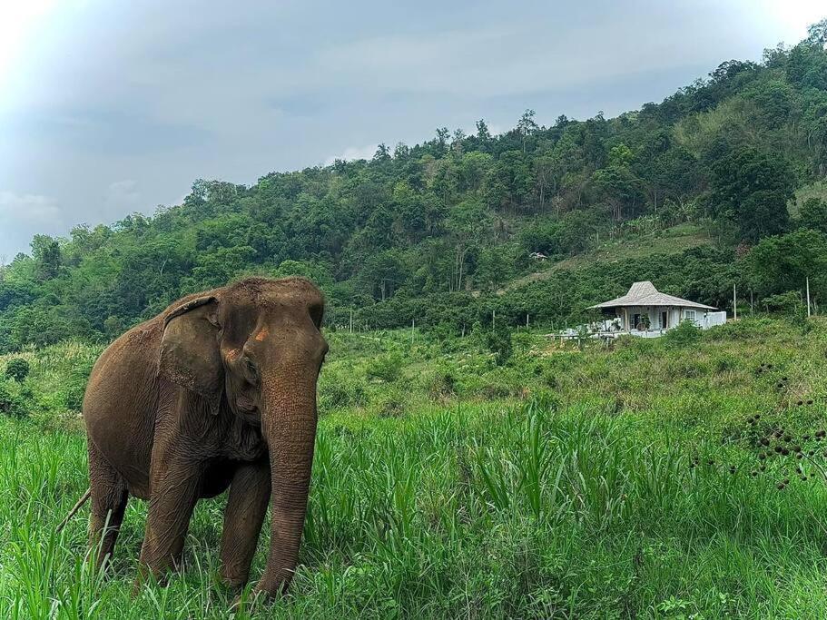Elephantpoolvilla Maetang Chiangmai Ban Muang Kut Exteriér fotografie